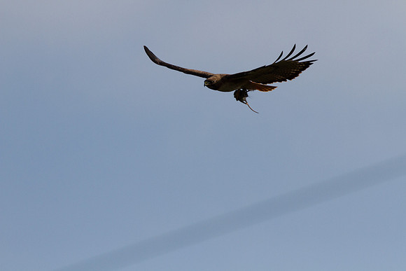 Red-tailed Hawk