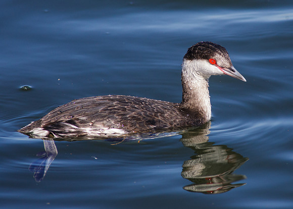 Eared Grebe - winter plumage