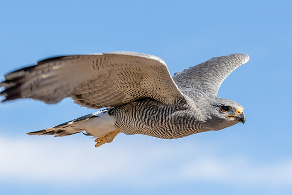 Gray Hawk