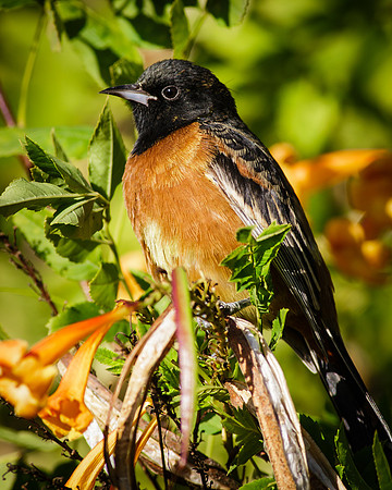 Orchard Oriole