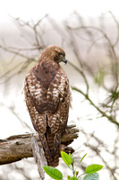 Red Tail Hawk