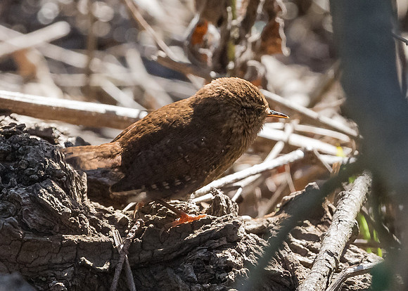 Winter wren