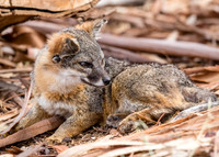 ChannelIslandsNP-0616-1239
