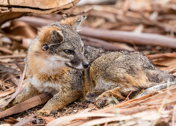 ChannelIslandsNP-0616-1239