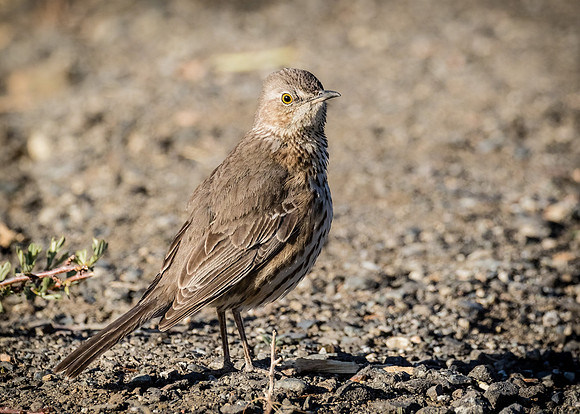 Sage Thrasher