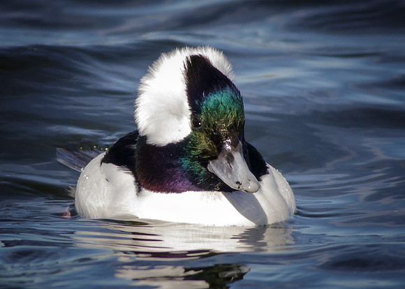 Male Bufflehead