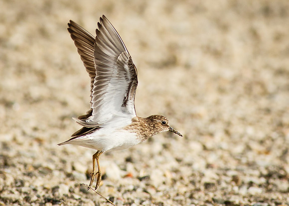 Flight