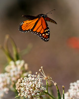 Fly away - Monarch Butterfly