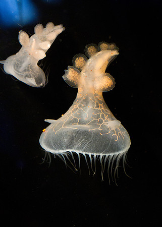 Hooded nudibranch