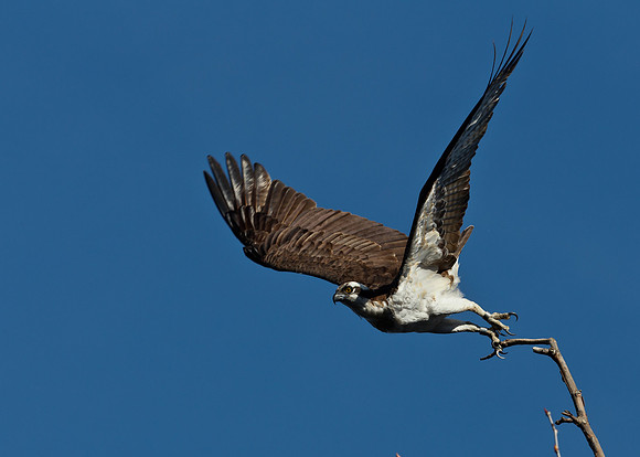Osprey Fishing