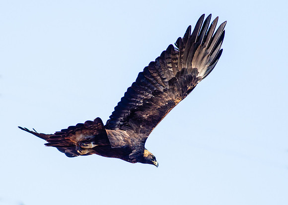 Golden Eagle