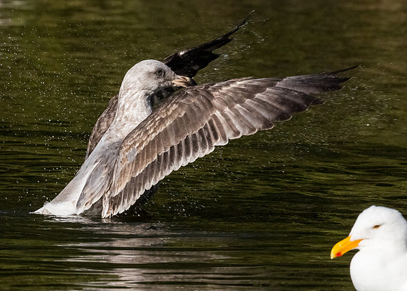 gull