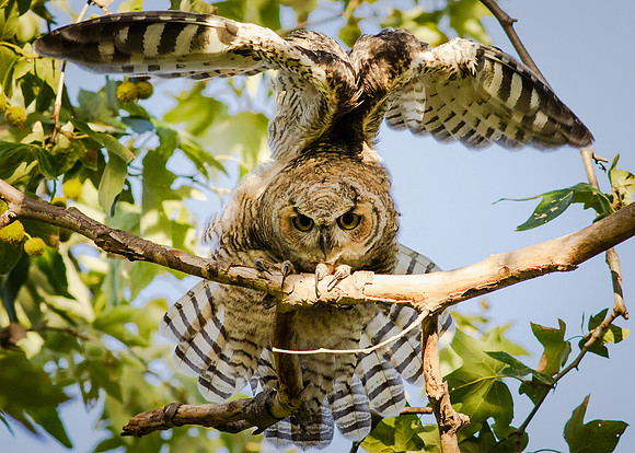 Owlet