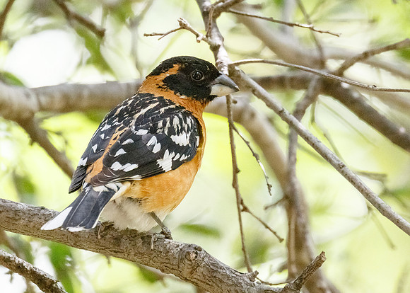 Male Black-headed Grosbeak