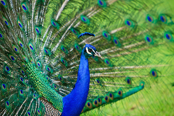 Peacock - portrait