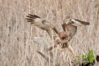 Red Tail Hawk