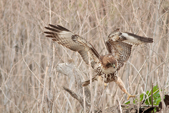 Red Tail Hawk