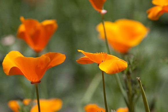 CSUF-arb-7895