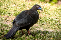 Black Guan