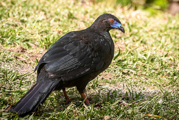 Black Guan