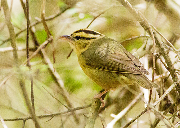 SouthTexas2014-3492