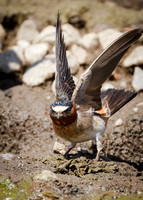 Ready for takeoff....