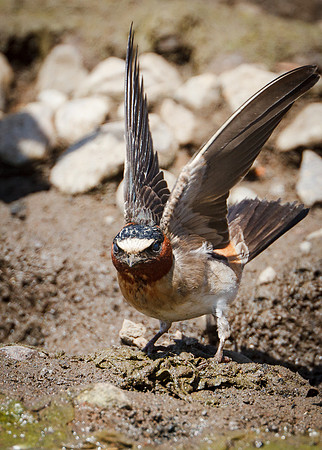 Ready for takeoff....