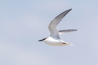 tern