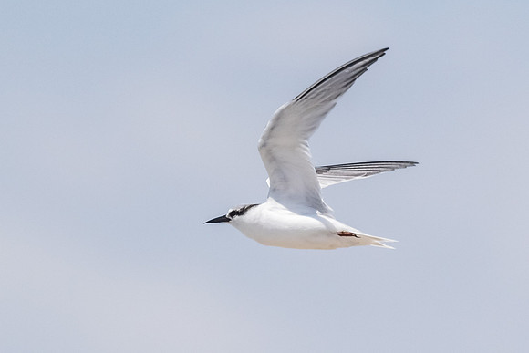 tern