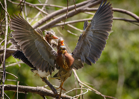 Green Heron Family
