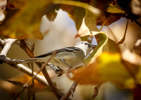 San Joaquin 2014-8890