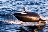 LB-WhaleWaching-2015-6409