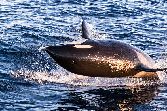 LB-WhaleWaching-2015-6409
