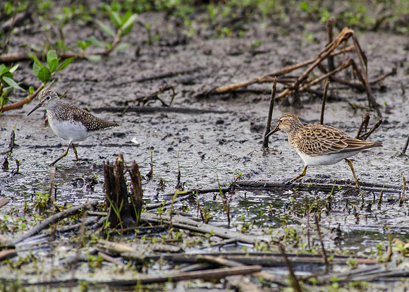 SouthTexas2014-2892