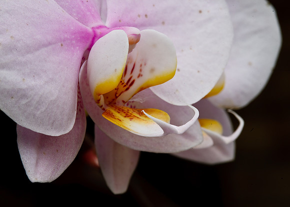 Phalaenopsis Orchid