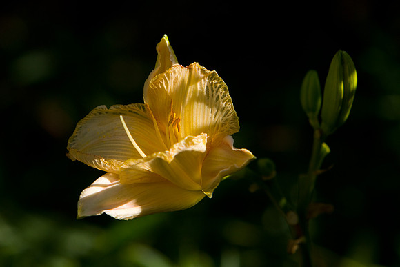 La-arboretum-132