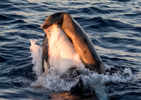 LB-WhaleWaching-2015-6703