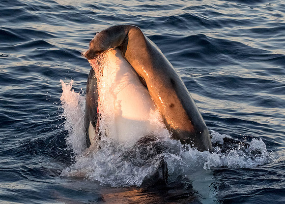 LB-WhaleWaching-2015-6703