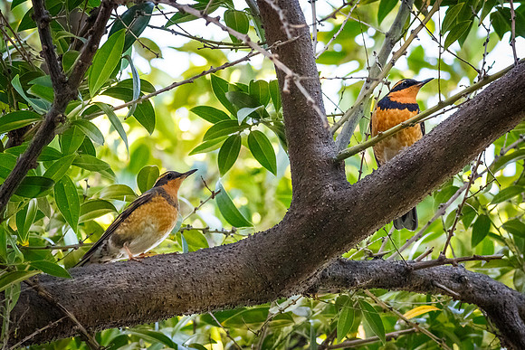 Varied Pair