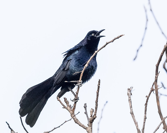 Sing.....Sing a song....sing out loud.....