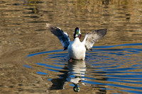 Bufflehead Duck