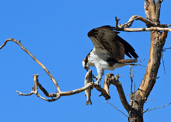 Osprey eating trout