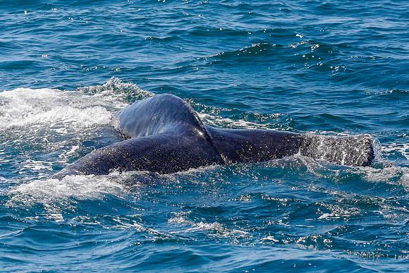 NB-whale watching-5530