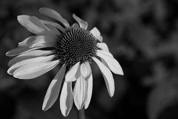 La-arboretum-48