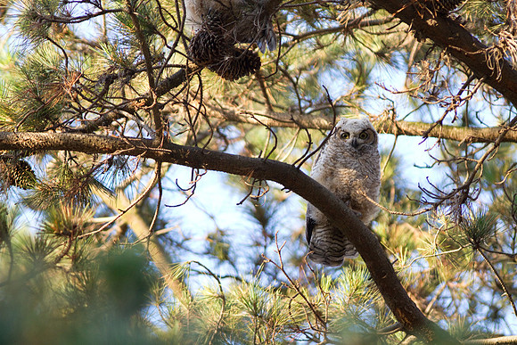 Great Horned Owl