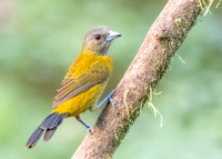Female Passerini's Tanager