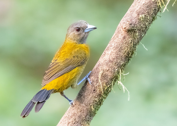 Female Passerini's Tanager