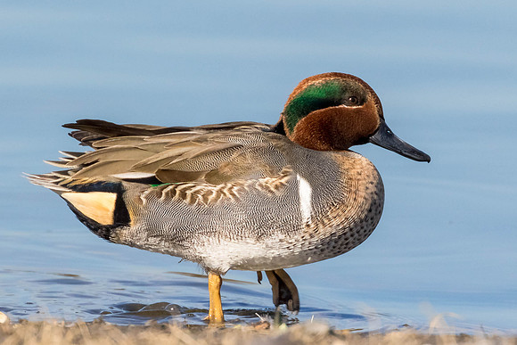 Male Green-Winged Teal