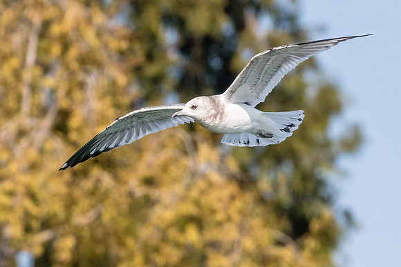 Mew Gull