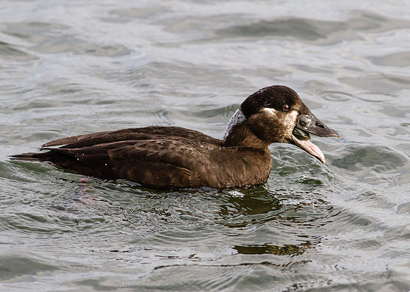 Female Surf Scoter